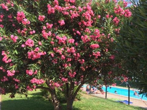 Lesjardinsfleuris Apartment Mandelieu La Napoule Ngoại thất bức ảnh